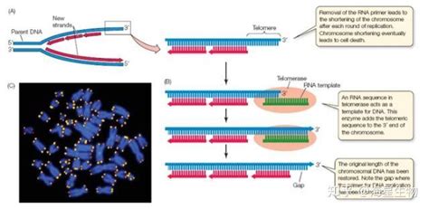细胞永生化之端粒酶和多种抑癌基因 - 知乎