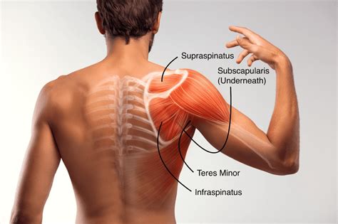 Rotator Cuff Help Discount Ststephen Pc Gov Uk