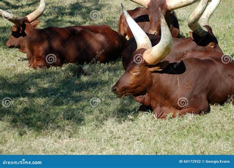 African Cow Ankole Watusi Horns Royalty-Free Stock Photography | CartoonDealer.com #48507851