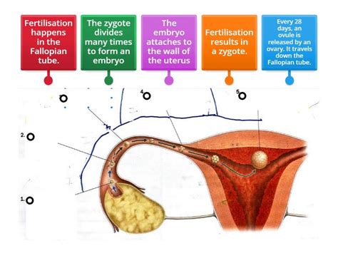 Diagram Of Fertilisation Labelled Diagram