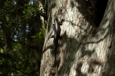 Southeastern Five Lined Skink In September 2010 By Moses Michelsohn