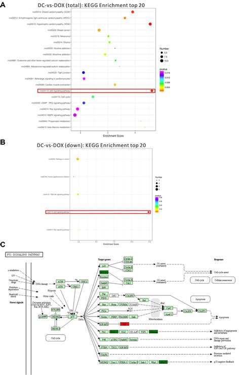 Top 20 Of Pathway Enrichment Statistics Based On The Differentially