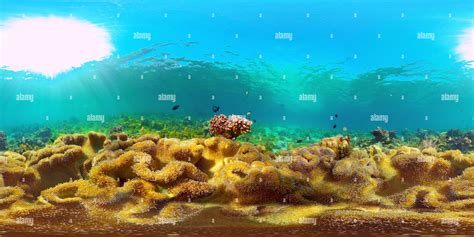 View Of Underwater Tropical Reef View Alamy