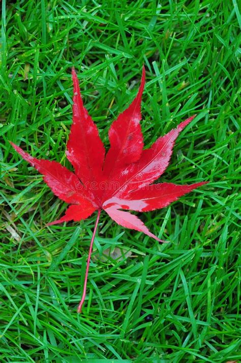 Singular Leaf Stock Photos Free Royalty Free Stock Photos From