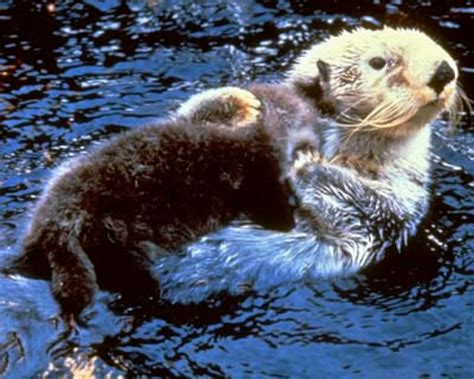 Loutre De Mer Comportement Et Reproduction