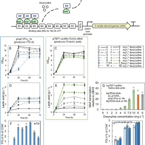 A Schematic Presentation Of The Tet On Method Used In This Study To