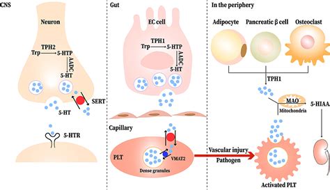 Frontiers Serotonin A Potent Immune Cell Modulator In Autoimmune