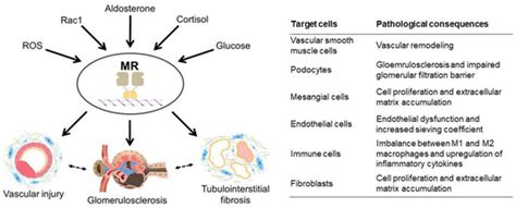 Ijms Free Full Text Mineralocorticoid Receptor Antagonists For