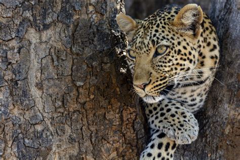 Weather Climate In Serengeti National Park Tanzania Safaris