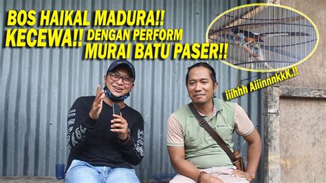 Aksi Murai Batu Paser Neken Sujud Pemilik Mr Haikal Madura