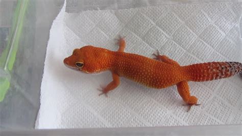 Tangerine Tornado Leopard Gecko