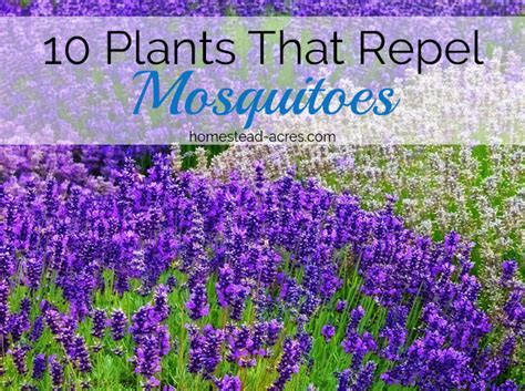 10 Plants That Repel Mosquitoes Homestead Acres