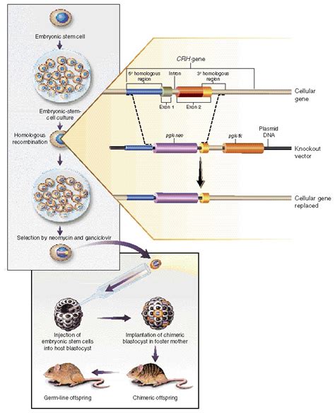 Knockout Mice Nejm