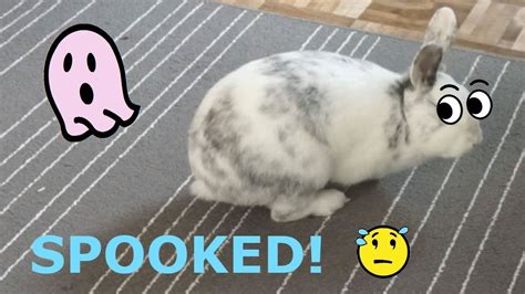 Scared Bunny Wont Stop Stomping Youtube