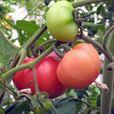 Tomate Berner Rose Solanum Lycopersicum Samen