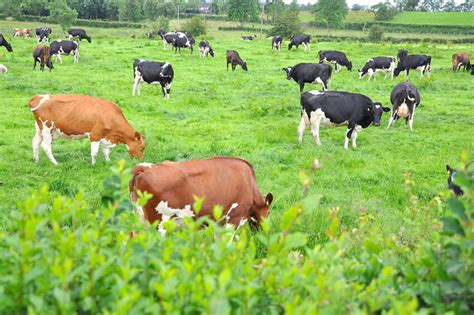 How Dairy Farmers Can Look Out For Grass Tetany Dairy Global