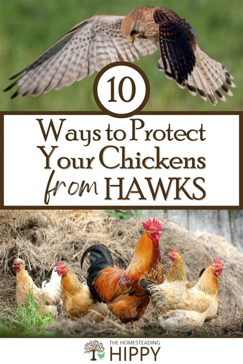 10 Surefire Ways To Protect Your Chickens From Hawks