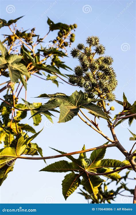 Planta De Frijoles De Castor En Brasil Foto De Archivo Imagen De