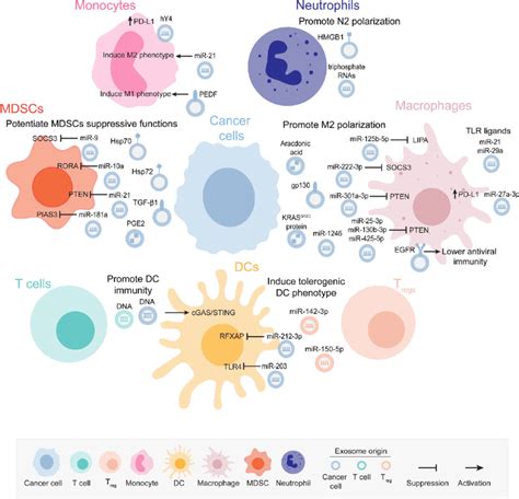 Exosome Mediated Signaling Modulates Myeloid Cell Functions In Cancer