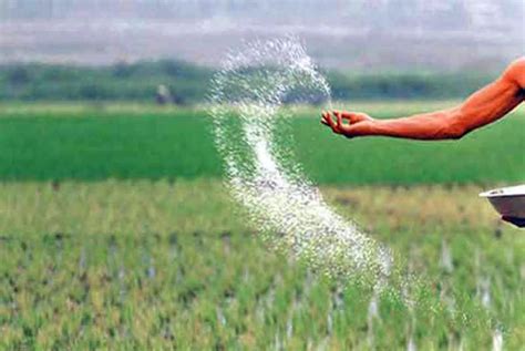 Nano Urea Can Enhance Farmers Crop Yields And Save Nitrogen To The