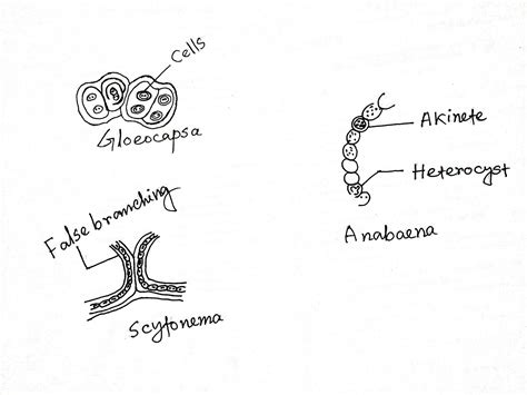 Cyanobacteria: Definition, Salient Features, Examples