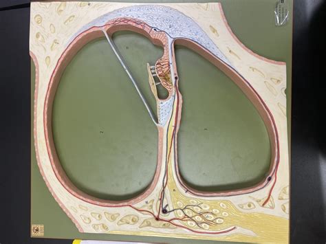 Cross Section Of The Cochlea Diagram Quizlet