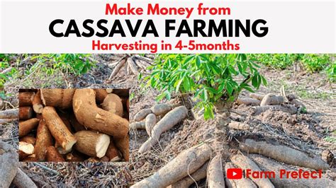 How To Grow Cassava And Harvest In 4 6months Fast And Easy Way Youtube