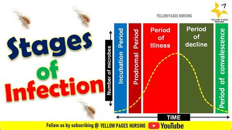 Stages Of Infection Incubation Period Prodromal Period Illness Decline And Convalescence