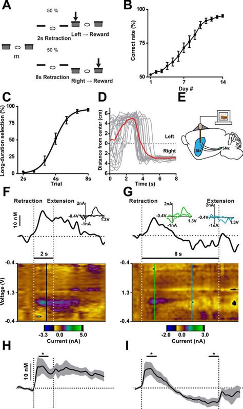 Nigrostriatal Dopamine Signaling Associated With Action Selection A