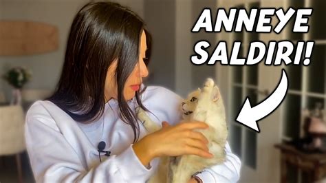 KEDİMLE GERGİN HAYATIM Neden Beni Sevmiyor YouTube