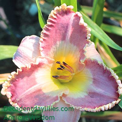 Ancient Wisdom Decadent Daylilies Australia