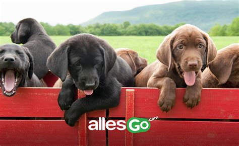 koepek cinsleri nelerdir