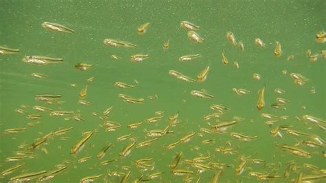 Baby Largemouth Bass Fry