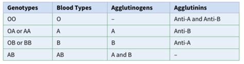 Physio Ch 36 Blood Types Transfusion And Tissue And Organ