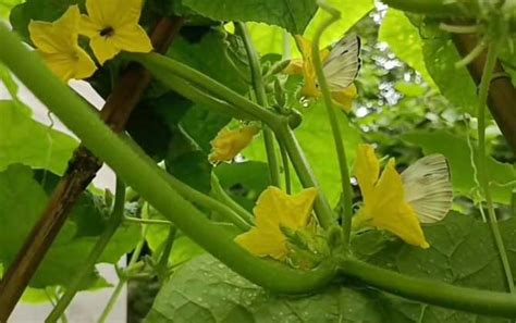 一根黄瓜的热量是多少？ 蜜源植物 酷蜜蜂