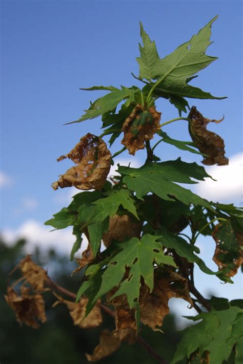 Leaf Scorch on Young Maples :: Maple Leaves Forever