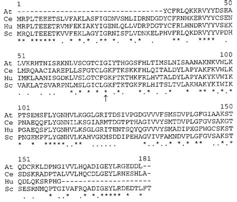 Alignment Of S Cerevisiae Nip7p Amino Acid Sequence With Download