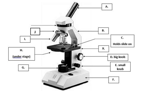 Light Microscope parts Diagram | Quizlet