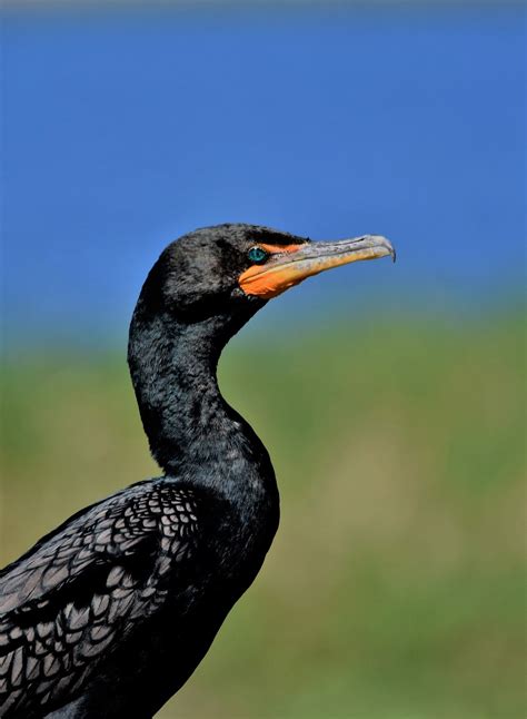 Cormorant Bird Perched Free Photo On Pixabay Pixabay