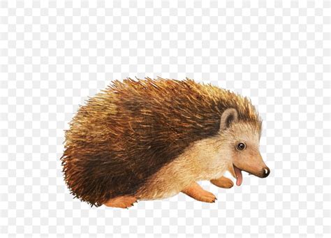 Amur Hedgehog Animal, PNG, 591x591px, Hedgehog, Amur Hedgehog, Animal ...