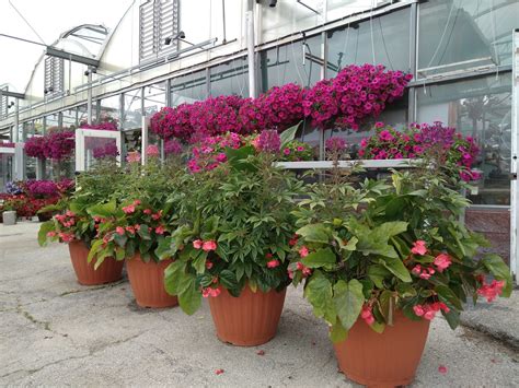 Mayflower Greenhouse - Home