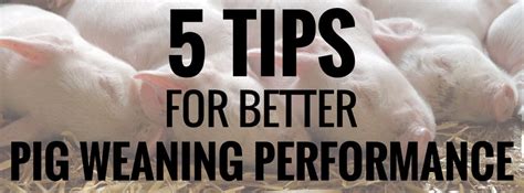 Top 5 Pig Weaning Tips For Better Performance Osborne Livestock