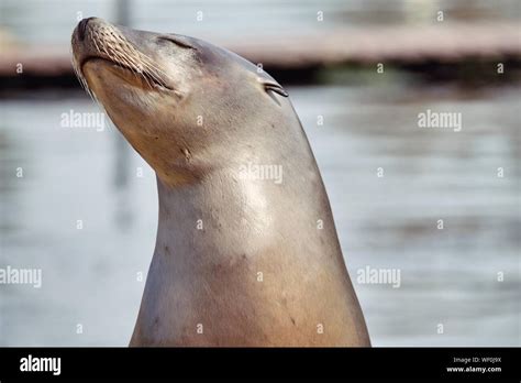 Sea Lion Eyes Stock Photos And Sea Lion Eyes Stock Images Alamy