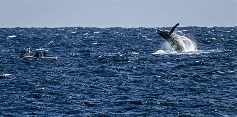 Best Whale Watching Spots In The Pacific