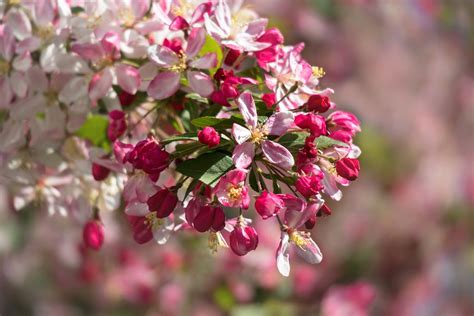 Zierapfel Bl Te Bl Hen Kostenloses Foto Auf Pixabay