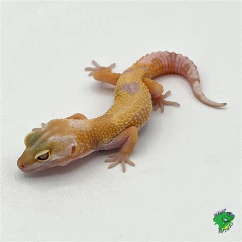 Albino Leopard Gecko – baby – Strictly Reptiles Inc.