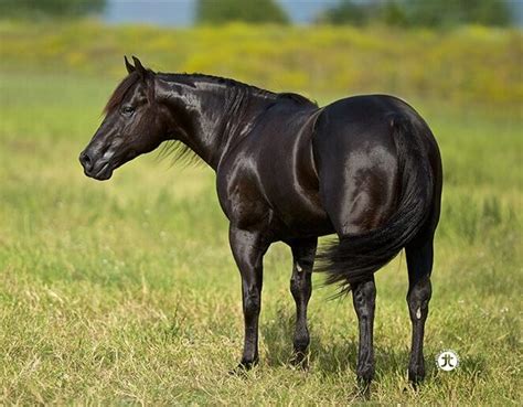 A VINTAGE SMOKE - IN FOAL PARTNERS QUARTER HORSE STALLIONS