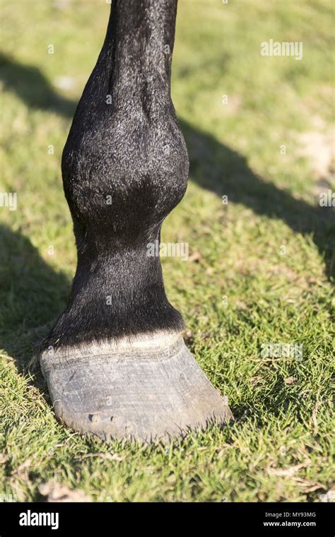 Domestic Horse Leg Of A Mare With Osteoarthritis Egypt Stock Photo