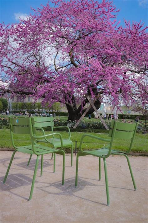 Green Chairs Near Cherry Blossom Tree · Free Stock Photo