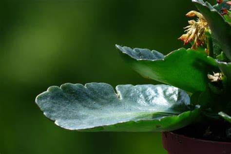 Planta Kalanchoe Cuidados Y Para Qu Sirve Gu A Completa Con V Deo